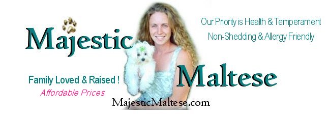 Maltese for sale, North Carolina, Virginia