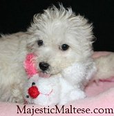 Majestic Maltese, NC, VA, Maltipoo puppies for sale