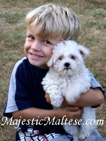 North Carolina, Elizabeth City, Hampton Roads, Williamston, Maltese, Maltepoo, Shihpoo and Maltipoo puppy dogs for sale